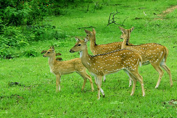 yala-national-park-003